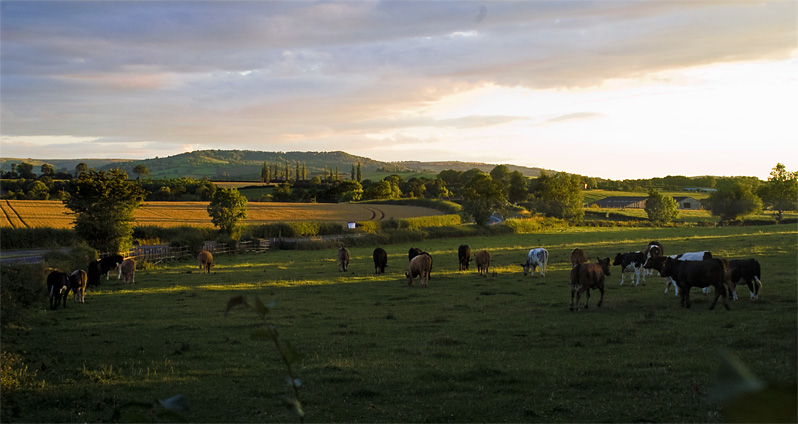 cows at sunset