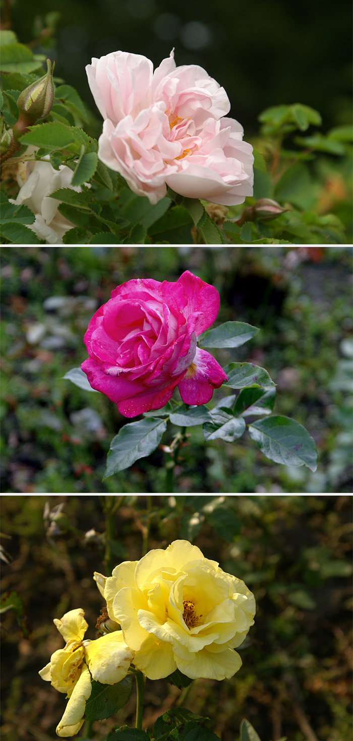 las rosas del vondelpark