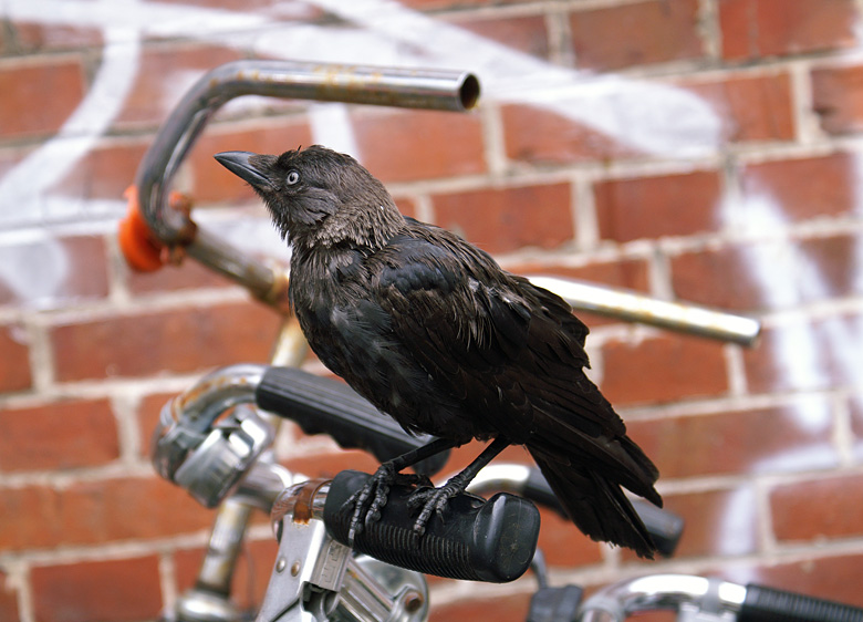 el pajaro en la bici