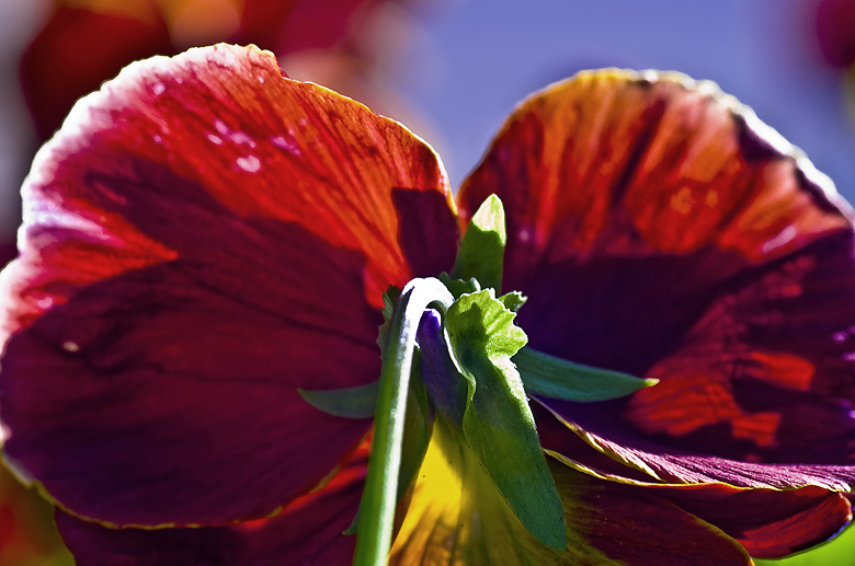 tallo verde hoja roja