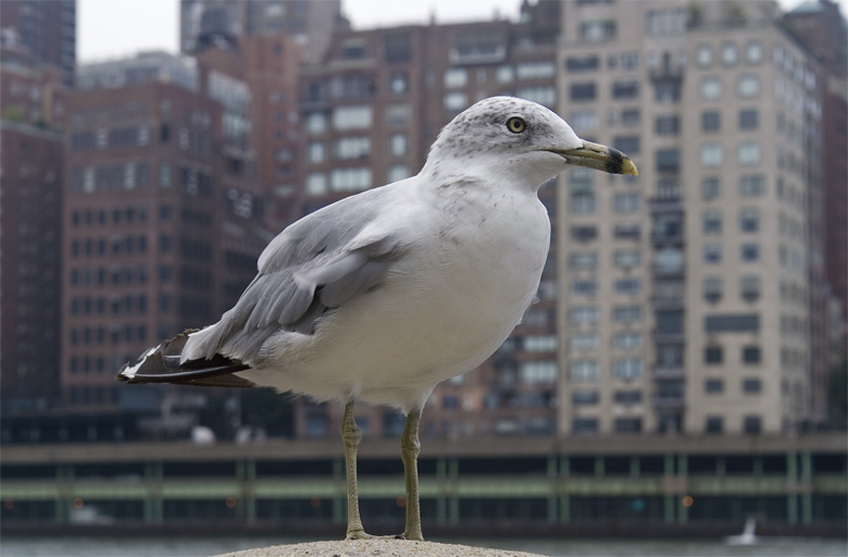 the bird and the buildings