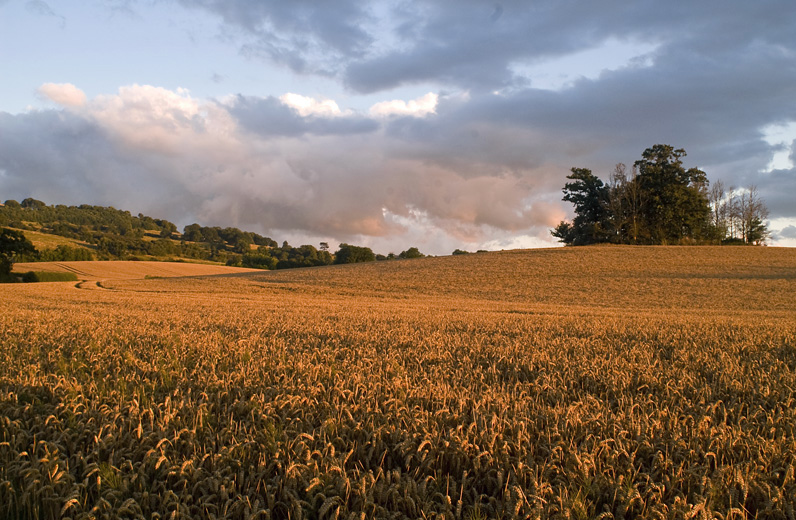 campo de trigo al atardecer