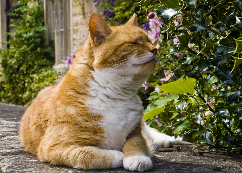 el gato de los cotswolds