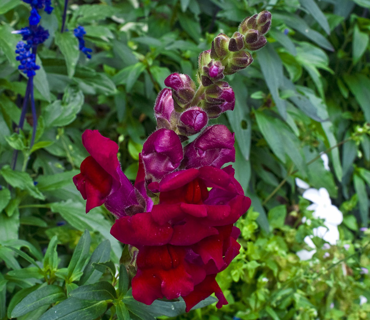 rojo, magenta, azul, verde...