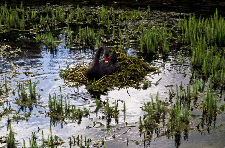 el cisne negro