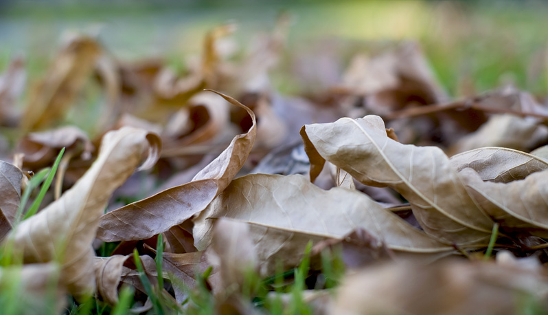 hojas de otoño