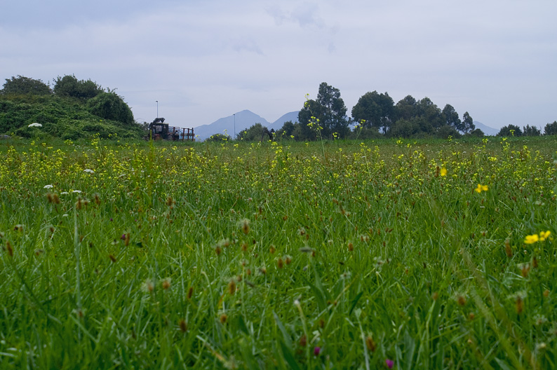 verde y amarillo
